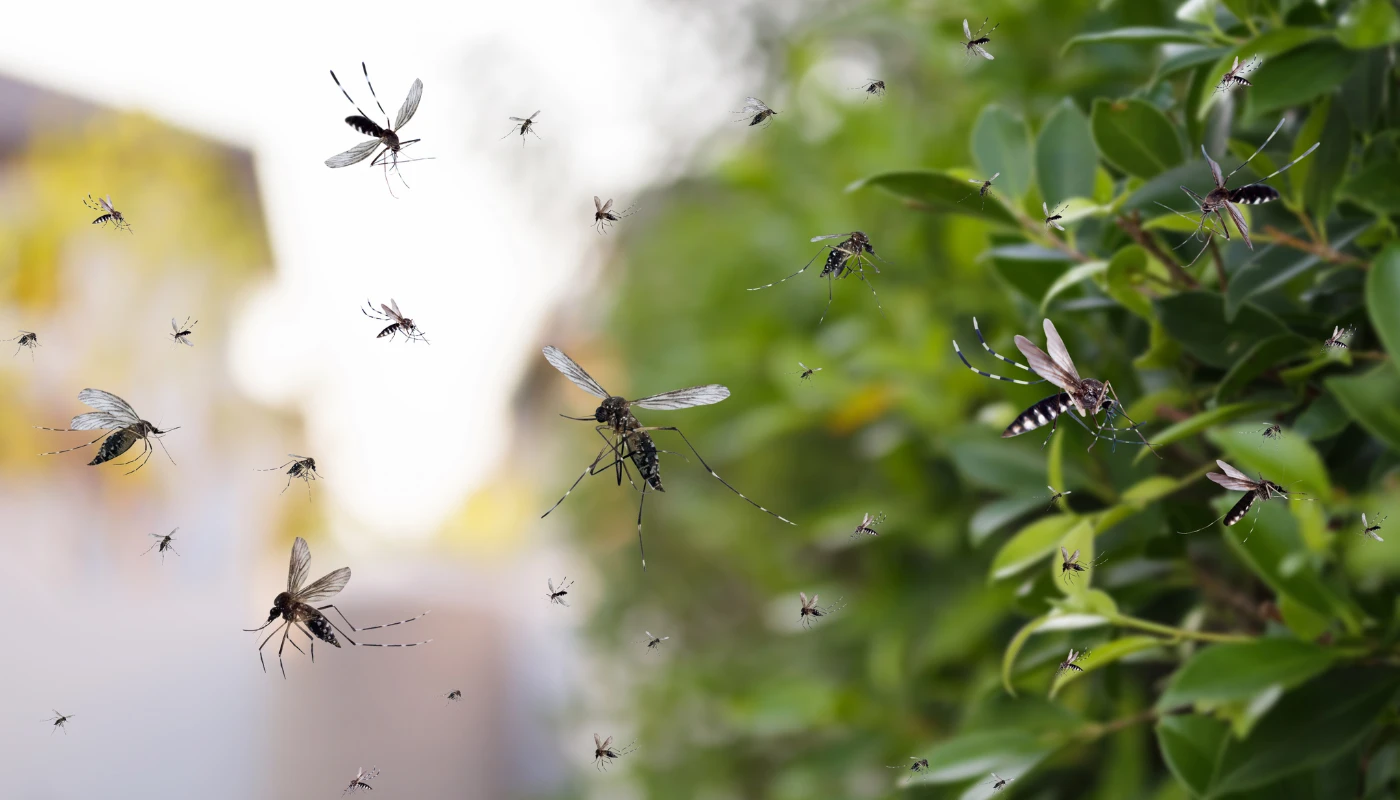 Travaux de démoustication dans un jardin à Fréjus